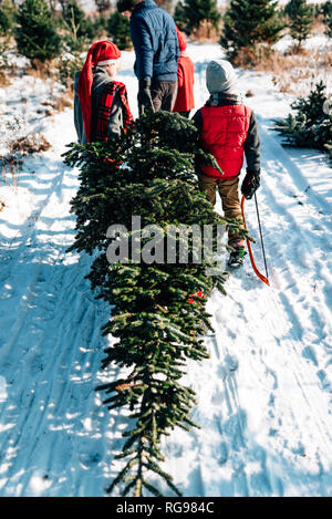 Padre e tre figli la scelta di un albero di Natale su di un albero di Natale agriturismo, Stati Uniti Foto Stock