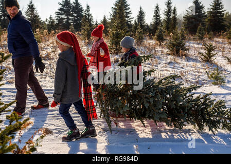 Padre e tre figli la scelta di un albero di Natale su di un albero di Natale agriturismo, Stati Uniti Foto Stock