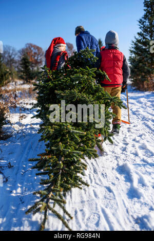 Padre e tre figli la scelta di un albero di Natale su di un albero di Natale agriturismo, Stati Uniti Foto Stock