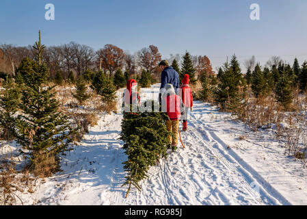 Padre e tre figli la scelta di un albero di Natale su di un albero di Natale agriturismo, Stati Uniti Foto Stock