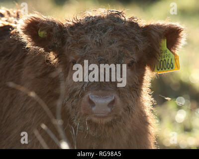 Quattro settimane vecchio Highland Vitello, Prospero, sfiora accanto a sua madre Anna-belle a Wicken Fen nella riserva naturale del Cambridgeshire. Foto Stock