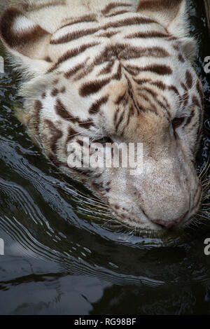 Close-up di una tigre a nuotare in un fiume, Indonesia Foto Stock