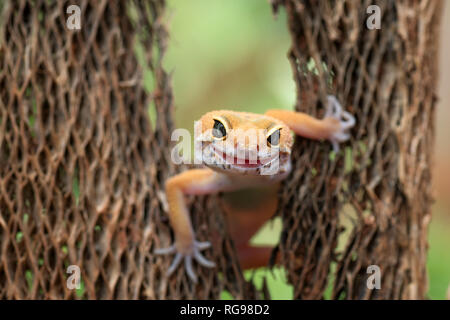 Close-up di un leopard gecko, Indonesia Foto Stock