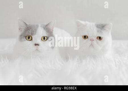 British Shorthair Gatto sdraiato accanto a un Exotic Shorthair kitten su di una bianca coltre soffice Foto Stock