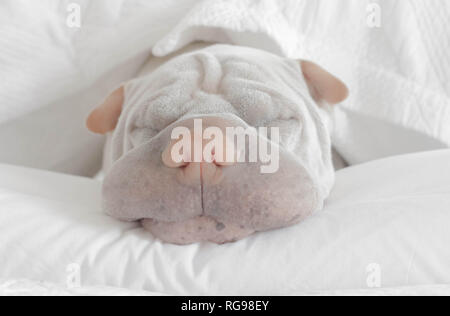 Shar pei cane dormire su un letto Foto Stock