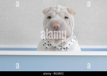 Shar pei cucciolo cane seduto in una scatola che indossa una cravatta di arco Foto Stock