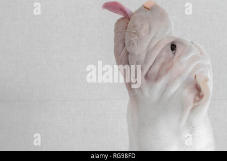 Shar pei cucciolo che si stacca la lingua Foto Stock