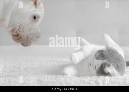 Shar pei cucciolo giocare con un gatto britannico shorthair Foto Stock