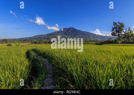 Risaie di fronte Singgalang Mountain, a ovest di Sumatra, Indonesia Foto Stock