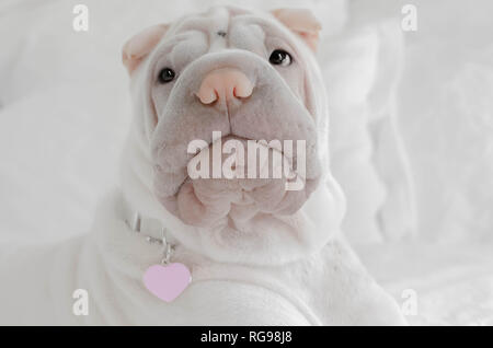 Shar pei cucciolo con cuore ID tag Foto Stock