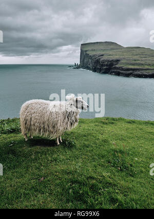 Una pecora delle isole Faerøer sul litorale Streymoy guardando attraverso Risin og Kellingin mare pile su Eysturoy nelle isole Faerøer. Foto Stock