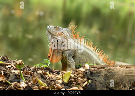 Comune o verde (Iguana Iguana iguana) maschio adulto nella riproduzione dei colori, Turrialba, Costa Rica, Ottobre Foto Stock