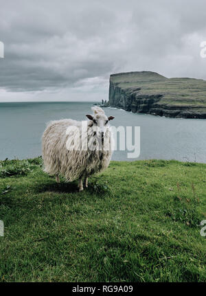 Una pecora delle isole Faerøer sul litorale Streymoy guardando attraverso Risin og Kellingin mare pile su Eysturoy nelle isole Faerøer. Foto Stock