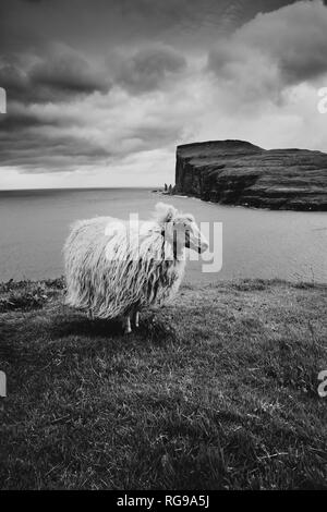 Una pecora delle isole Faerøer sul litorale Streymoy guardando attraverso Risin og Kellingin mare pile su Eysturoy nelle isole Faerøer. B/W Foto Stock