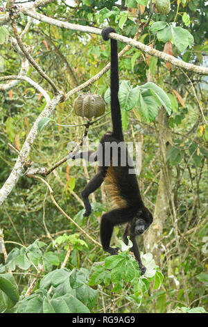 Mantled scimmia urlatrice (Alouatta palliata) adulto camminando lungo il ramo di albero peltata, utilizzando coda prensile, Parco Nazionale di Soberania, Panama, ottobre Foto Stock