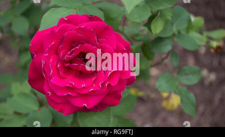 Un bellissimo bokeh colpo di un colore rosso brillante rosa con foglia verde dello sfondo. Foto Stock