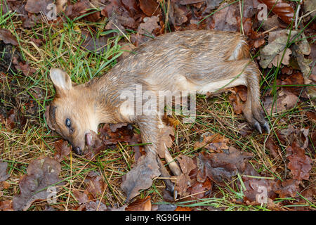 Dead Muntjac Kid, Muntiacus reevesi, non marcati e giacente tra foglie di autunno nel bosco, Norfolk, Regno Unito. Foto Stock