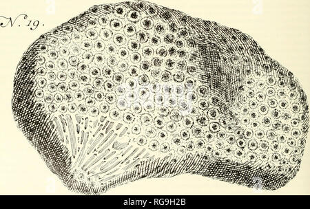 . Bollettini di American paleontologia. 38 Bollettino 338 vicino Discovery Bay, Giamaica (SUI48748-48779): CD, 6,43; NND, 2,96; CLW, 2,67; SLP, 1.82; SLS, 1,78; SLT, 0,40; STP, 0,141; STS, 0,114; STT, 0,065; NS, 39,2; CNNV, 0,308; CNP, 5.022; CLNV, 1.405; CND, 1.282; CST, 0,389. Digitare /oca//ry. -"L'Habitat in O. Americano." questi ultimi. Materiale. -Diciannove colonie da 12 località. Sette campioni sezionati e misurata. Commento. -Vaughan (1919) descritta in quattro specie Neogene e una varietà oV^OrbiceUa"" come avente quattro cicli di setti e significa corallite diametri entro la gamma di 6 Foto Stock