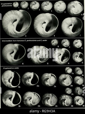 . Bollettini di American paleontologia. Giapponese Naticids Cenozoico: Majima 89. Si prega di notare che queste immagini vengono estratte dalla pagina sottoposta a scansione di immagini che possono essere state migliorate digitalmente per la leggibilità - Colorazione e aspetto di queste illustrazioni potrebbero non perfettamente assomigliano al lavoro originale. Ricerca paleontologico istituzione (Ithaca, N. Y. ); Columbia University. Ithaca, N. Y. , Paleontologico Istituto di ricerca [ecc. ] Foto Stock