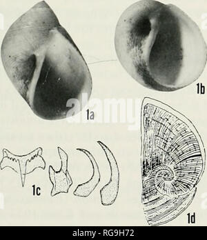 . Bollettini di American paleontologia. Giapponese Naticids Cenozoico: Majima 67 Tabic 27. - Mcasurcriicrils (in mm) e il conteggio delle hololypc Sif;uliai kiimclai Itoigawa e Shibala, 1976. siraligraphic ixtsiliun località heighl shell massimo minimo numero di aperture di diametro diametro vortici altezza campione inferiore misurata Miocene medio MlZUNAMI 5 6.0 5.4 4.5 5.1 4V2 MFM 10073 (hololypc) la discussione. -Sigatica è caratterizzato dalla sua globose e conchiglia piccola (comunemente il raggiungimento di meno di 10 mm in altezza), ampio e profondo umbilicus, molto sottili e cordone ombelicale nanovvcr callo osseo che si rastrema anteriormente, un Foto Stock