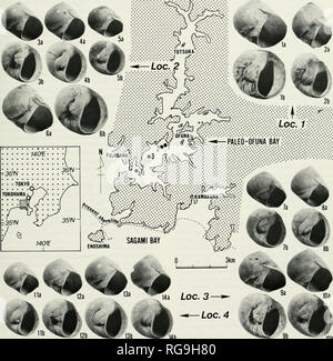 . Bollettini di American paleontologia. Giapponese Naticids Cenozoico: Majima 57 liUoral fondali fangosi in embaymcnt, come Dosinclla pcniallata (Reeve, 1850), I'aphia undiilata (nato, 1778), e AnodoiUia stcarmiana Oyama ;/) Taki e Oyama, 1954. Pertanto, fine Ibrni B è costitui- sidered hanno vissuto sotto la influenza della forte acque costiere della baia di Paleo-Ofuna (Testo-lig. 22). Questo indica che la forma finale B vive anche in acque poco profonde nel vano interno ambiente dove solo fine formare un precedentemente è stata considerata a vivere. Hicolor Glossaulax (Ph' iW'p'pl 1848) (Testo-fig. 20.6), livi Foto Stock