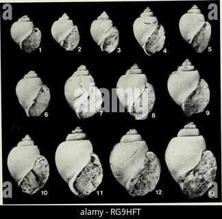 . Bollettini di American paleontologia. Giapponese Naticids Cenozoico: Majima 31 Tabella 3.-misurazioni (in mm) e conta di holotypc o-Pachycront,nninr na^am (Halai e Nisiyama. 1952). siraligrapluc località posizione altezza di shell Oligocene inferiore al diametro massimo diametro minimo di altezza di apertura numero di spire campione misurato IGP 36148 (holotype) Pachycrommium martini (BecXs. 1941), dall'fino al Miocene del Borneo, è molto simile a P. harrisi, ma si differenzia da quest'ultima avendo un forte de- veloped carination lungo il bordo esterno del tabulato di spalla. Occu stratigrafico Foto Stock