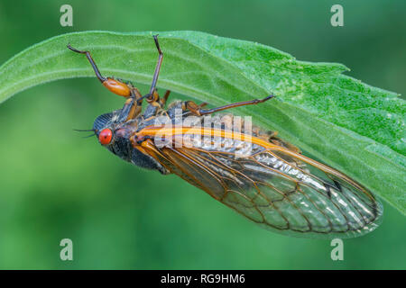 Periodici (cicala Magicicada septendecim) Powells Valley, Pennsylvania, Giugno. Foto Stock