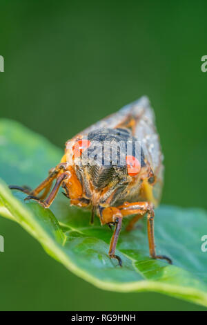 Periodici (cicala Magicicada septendecim) testa su view sottolineando la brillante occhi rossi. Powells Valley, Pennsylvania, Giugno. Foto Stock