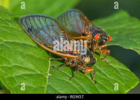 Periodici (cicala Magicicada septendecim) Rare blue-eyed forma con la normale forma con gli occhi rossi. Powells Valley, Pennsylvania, Giugno. Foto Stock