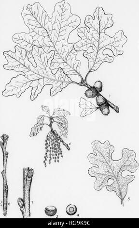 . Bollettino (Pennsylvania Dipartimento di silvicoltura), n. 11. Le foreste e la silvicoltura. 133 11. Piastra LVI. POST OAK. 1. r.iiuirh Willi niatur Icavt, isi staiiiiiiatc liloss<iiiis, (p) pistilhitc lilnssums, x I. :i. Un atoni cup, x I. 4. Un acnrii. bnsal vista, x I. i). L&LT;"Wor vista superficiale di iiuitiirc Ire<l con una fitta rnsty |niliescenj:htl.v pubescent DMI, foglia-cicatrici con Imnille-cicatrici, lenticelle. e la densa di rusty pubescent corteccia, dimensione naturale. POST OAK. Quercus stellata, Wangenheim. FORM-un di medie dimensioni albero, di solito il raggiungimento altezza di 50-60 ft. ma può raggiungere una altezza massima di 90 ft Foto Stock