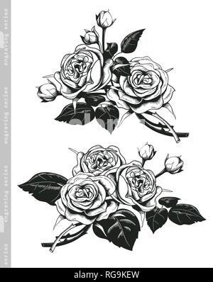 Disegnata a mano insieme di rose bianche nel vintage stile di incisione. Il barocco di elementi decorativi. Scarabocchi floreali, foglie e rami, fiori, allori, banner Illustrazione Vettoriale