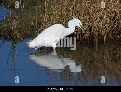 Garzetta, Egretta garzetta, con piccoli pesci, in Salt Marsh a bordo della baia di Morecambe, Lancashire, Regno Unito Foto Stock