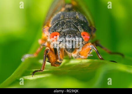 Periodici (cicala Magicicada septendecim) testa su view sottolineando la brillante occhi rossi. Powells Valley, Pennsylvania, Giugno. Foto Stock