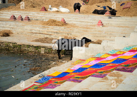 India. Bihar . Katari Middle Village. Vivacemente colorato Lavaggio Asciugatura al sole, con i bufali e vacche. Foto Stock