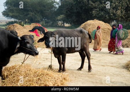 India. Bihar . Katari Middle Village. Bufale e le donne a casa a piedi dai campi. Foto Stock