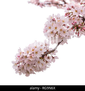 La molla di fiori di ciliegio Sakura flower isolato su sfondo bianco con tracciato di ritaglio Foto Stock