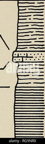 . Bollettini di American paleontologia. Paleontologia. 176 Bollettino 196 località K-55 £ Q . Argilla Oh- Città mbr SUNBURY SHALE BEDFORD SHALE 1'6' 4'6' 9'6'. *9. Scisto, argilloso, verde grigio; non misurata. 3'2' 47 •£ *5. Contattare cucitura; scisto umido. *4. Scisto, Sandy, semi-fissile in parte argilloso, Grigio oliva a buff a bas&gt; 3. Shale, nero, fissili; alto 5 piedi e inferiore 1 piedi campionato. J 8. Siltstone, calcarei, duro, buff. 7. Scisto, argilloso, buff grigio, weathered giallo. 6. Scisto,, nero, fissili; piede superiore weathered soft, caffè-colorato.. Si prega di notare che queste immagini vengono estratte dalla scansione Foto Stock