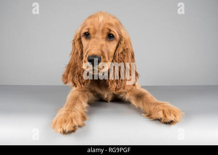 Cucciolo spaniel di 16 settimane fotografato nel Regno Unito. Foto Stock