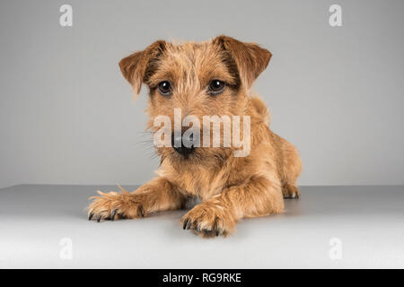 Cucciolo, 6 mesi Jack Russell Terrier attraversata con un Norfolk Terrier, fotografato nel Regno Unito. Foto Stock