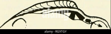 . Bollettini di American paleontologia. Bollettino 322 180 i due generi, VentricoUdea e Antigona, hanno forti nervature concentriche (nervature radiali non esistono in tutte le specie di Antigona), interior crenula- zioni del margine palhal, preciso e lunule corselet, la stessa cerniera con tre denti divergenti e uno laterale tutti anteriore della valvola di sinistra, lo stesso breve e sottolineato pallial sinus. Ma Glibert (194 5, p. 186), come pure Frizzell (1936, p. 57), indi- cato che eguaglia VoUyicoHdea Dos/na grigio, 1831, di cui la specie tipo è D. zelandica grigio (Powell, 19-46, p. 15, fig. 3). Nel confronto Foto Stock