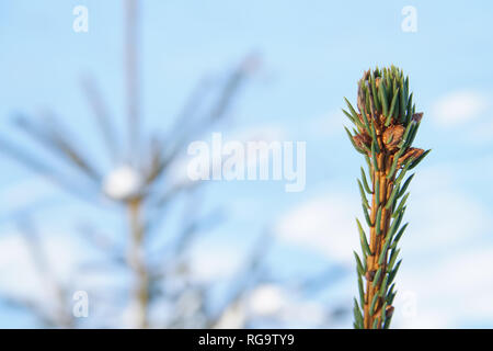 Per la sprouce smow dietro Foto Stock