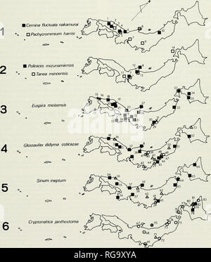 . Bollettini di American paleontologia. Giapponese Naticids Cenozoico: Majima 11 correnti. Quando la formazione Kokozura era depos- ited, l'acqua calda corrente può avere leggermente pre- dominato sopra l'acqua fredda corrente (linea tratteggiata nel testo-fig. 2.2). Pliocene e Pleistocene superiore di un gran numero di naticids apparve per la prima volta in Giappone in questo momento, in modo che il numero totale di specie in- indebolita da quattro a 26 (Testo-fig. 7). Questo aumento è stato evidentemente non dovuti a distribuzioni cambiata di caldo e a freddo di masse di acqua perché questi non sono stati mark- edly dilfcrent da quelle del tardo Miocene (Testo-fig Foto Stock