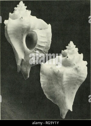 . Bollettini di American paleontologia. 78 Bollettino 332 Sowerby, 1841a, e Chicoreits (Phyllonotus) pomum (Gmelin. 1791), pp. 25 e 40, rispettivamente]. A causa della similarità globale di tutte le mem- ber di Talityphis. La nomenclatura di questa specie è stata più che di solito complicata da misidentifi- cationi. Essa è stata variamente indicate Typhis (tal- ityphis) alatus Sowerby, 1850 [vedere p. 76], T. obesus Gabb, 1873, e T. e.xpansus. Più recentemente è stato staled da Radwin e d'Attilio (1976, p. 201) che T. e.xpansus è un sinonimo di successivamente nome Ty- phis piiertoriceiisi Foto Stock