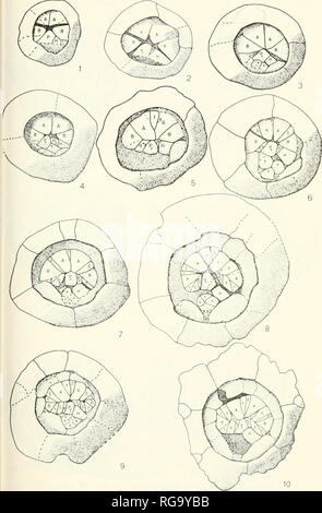 . Bollettini di American paleontologia. . Text-figure 1-10. Vedere la spiegazione p. 40.. Si prega di notare che queste immagini vengono estratte dalla pagina sottoposta a scansione di immagini che possono essere state migliorate digitalmente per la leggibilità - Colorazione e aspetto di queste illustrazioni potrebbero non perfettamente assomigliano al lavoro originale. Ricerca paleontologico istituzione (Ithaca, N. Y. ); Columbia University. Ithaca, N. Y. , Paleontologico Istituto di ricerca [ecc. ] Foto Stock