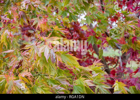 Brillanti colori autunnali su alberi di Acer in Inghilterra. Foto Stock