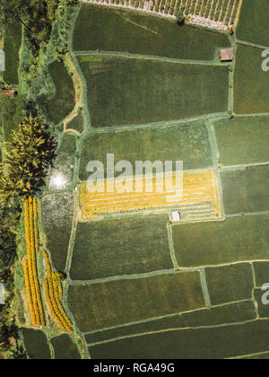 Indonesia, Bali, vista aerea di campi di riso da sopra Foto Stock