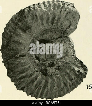 . Bollettini di American paleontologia. Bollettino 278 256. Si prega di notare che queste immagini vengono estratte dalla pagina sottoposta a scansione di immagini che possono essere state migliorate digitalmente per la leggibilità - Colorazione e aspetto di queste illustrazioni potrebbero non perfettamente assomigliano al lavoro originale. Ricerca paleontologico istituzione (Ithaca, N. Y. ); Columbia University. Ithaca, N. Y. , Paleontologico Istituto di ricerca [ecc. ] Foto Stock