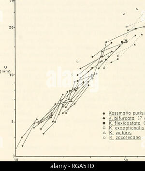 . Bollettini di American paleontologia. Bollettino 228 277 3(h. KossmatiQ purisima n. sp. K. bifurcata (? CT) K.flexicostQtQ (?o^) K. exceptionalis (? Cf) K^ victoris K. zacatecana 50 100 D(mm) Testo-fig. 24. - Diagramma a dispersione di larghezza ombelicale (U) &LT;rispetto al diametro (D) per Kossmatia purisima, n. sp., insieme con le possibili microconchs di altre specie. K. victoris (Burckhardt) e K. zacatecana (Burckhardt) sembrano cadere al di fuori della gamma di K. purisima, mentre il probabile microconchs di K. bifurcata (Aguilera), K. flexicostata (Aguilera) e K. exceptionalis (Aguilera) cadere vicino o al di fuori del Foto Stock