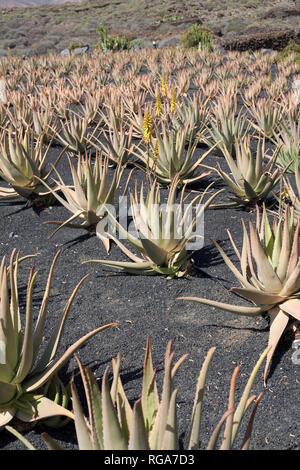 Campo di Aloe vera in Lanzarote, Isole canarie, Spagna Foto Stock