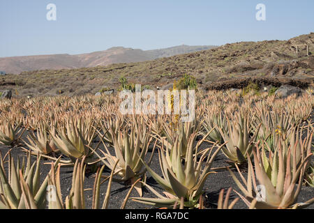 Campo di Aloe vera in Lanzarote, Isole canarie, Spagna Foto Stock